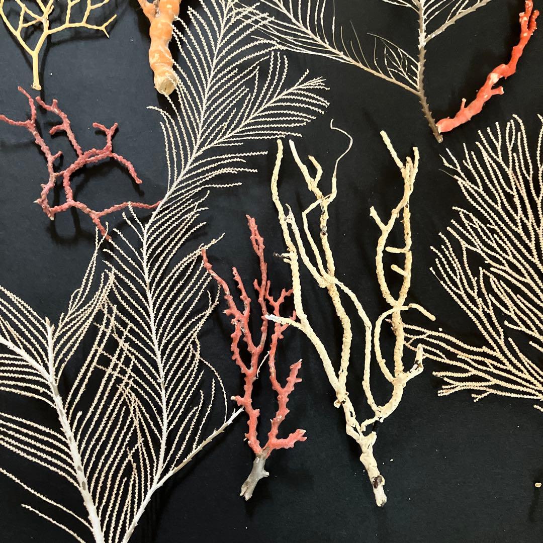 最終値下げ　高知県産珊瑚セット