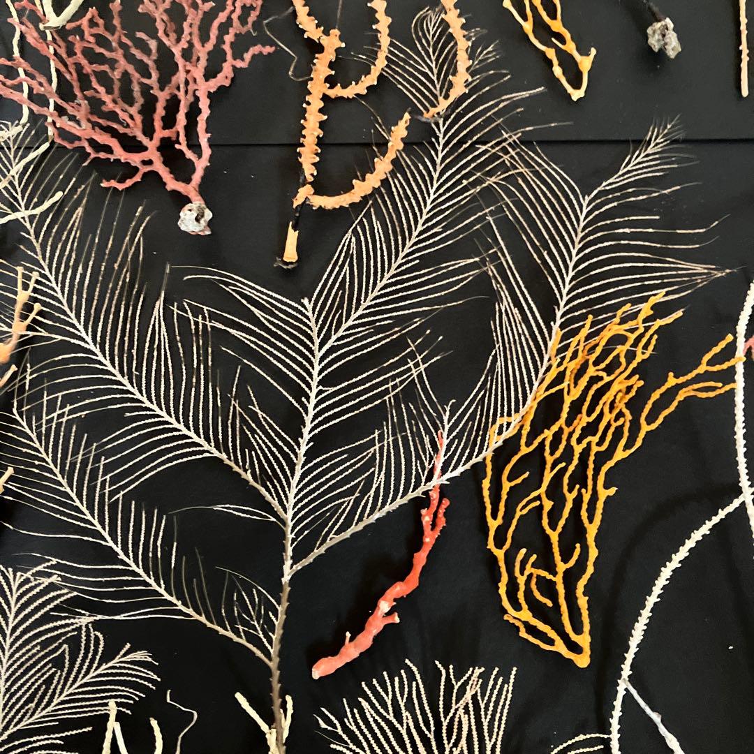 最終値下げ　高知県産珊瑚セット