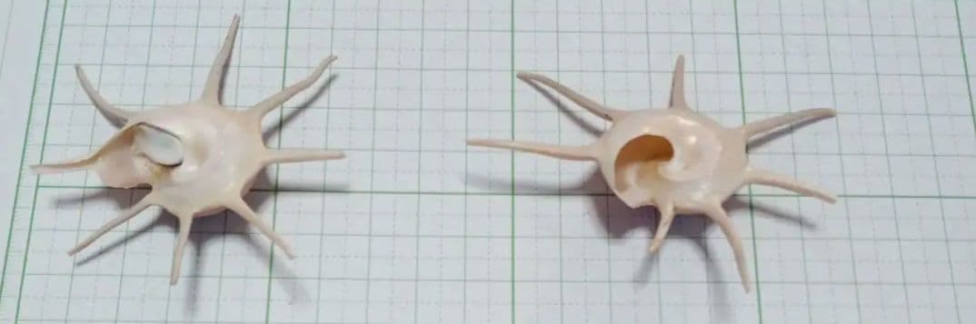 ハリナガリンボウ　蓋つきと蓋なし⑥