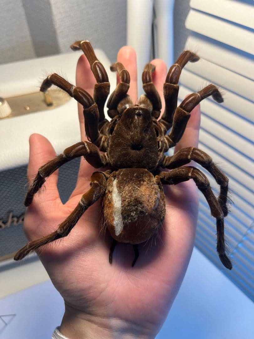 【蜘蛛最大種】バーガンディーゴライアスバードイータータランチュラの標本