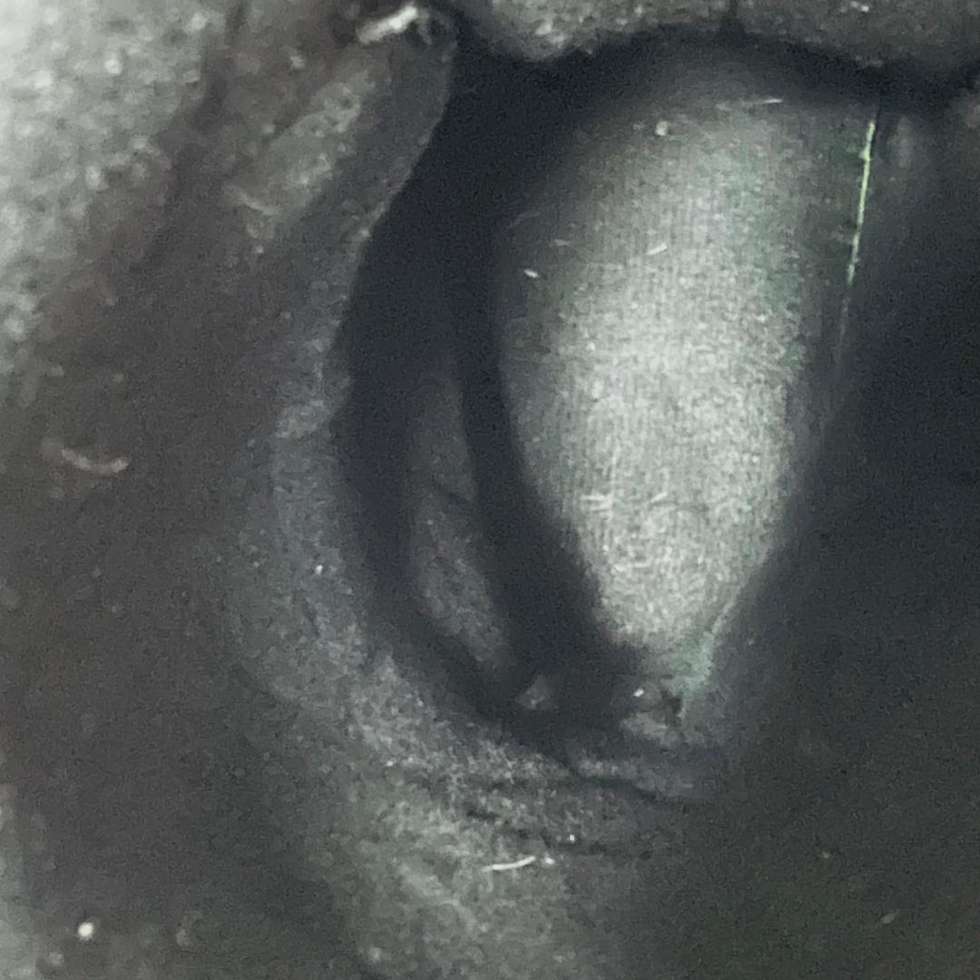 BURTON バートン スノーボードブーツ 27.5cm boa ボアシステム