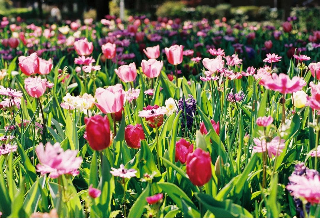 Canon A-1 フィルムカメラ