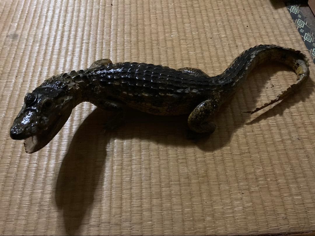 リアルワニ 観賞用