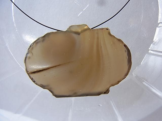 ★A1601★古代石 (203)　平玉 アゲートビーズ　瑪瑙　護符石　とんぼ玉