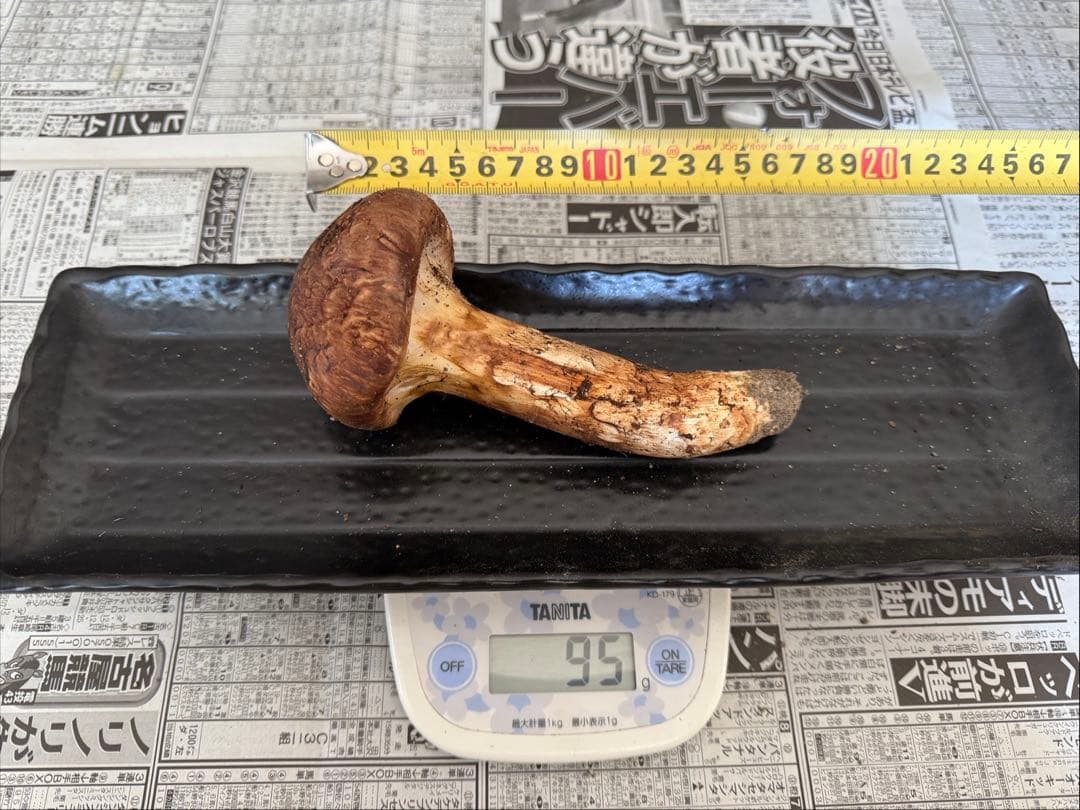 松茸　北海道　500g 訳あり　⑤