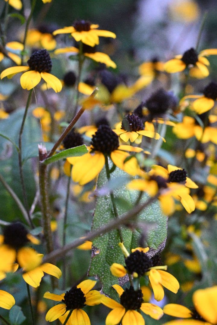 EL Nikkor 50mmf2.8 Nikon Zマウントアダプター付