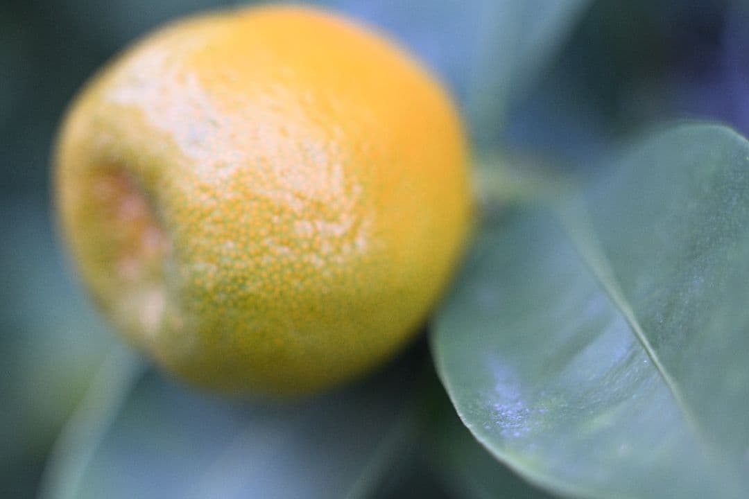 EL Nikkor 50mmf2.8 Nikon Zマウントアダプター付