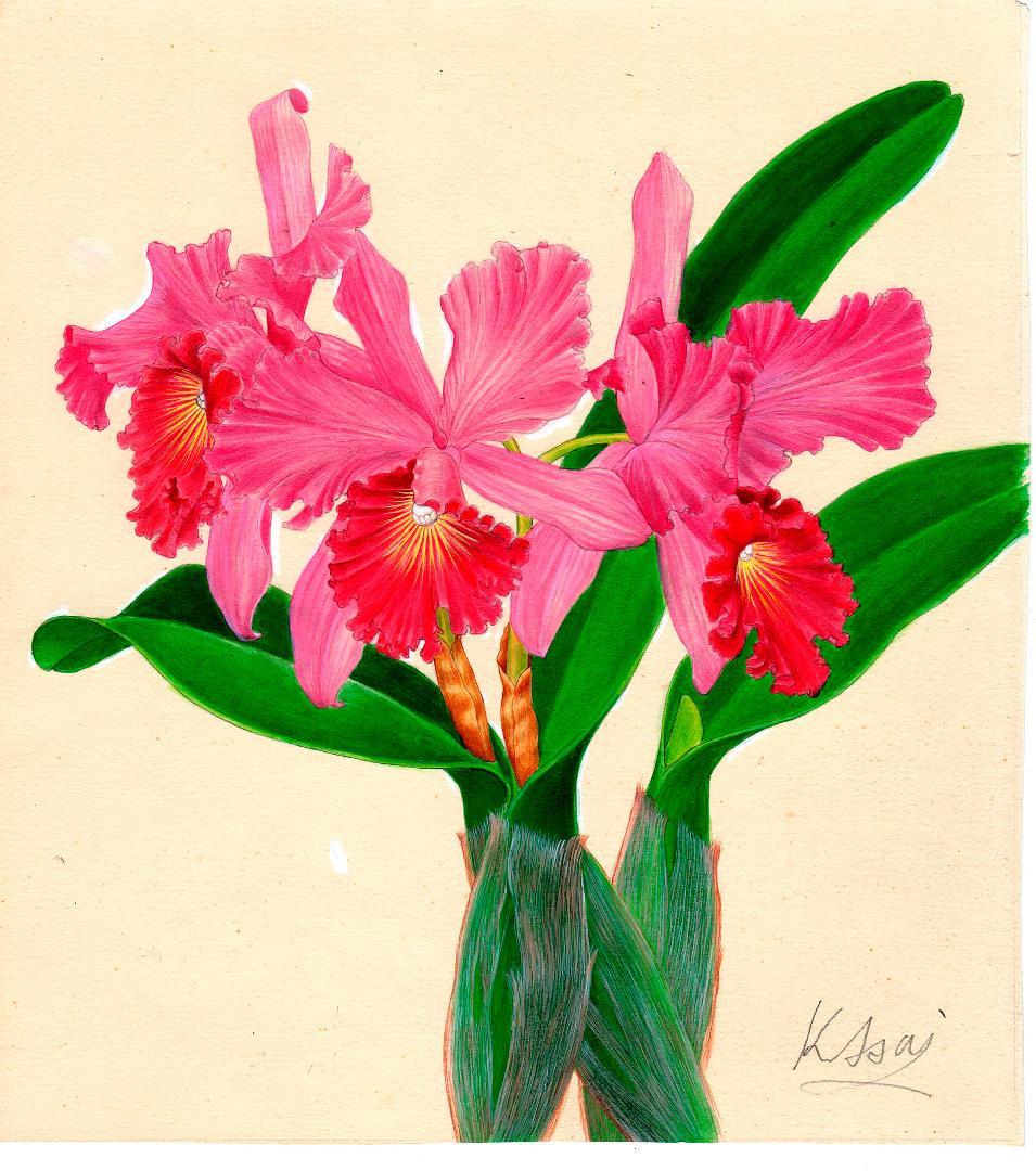 【絵画】ボタニカルアート　「カトレア」原画