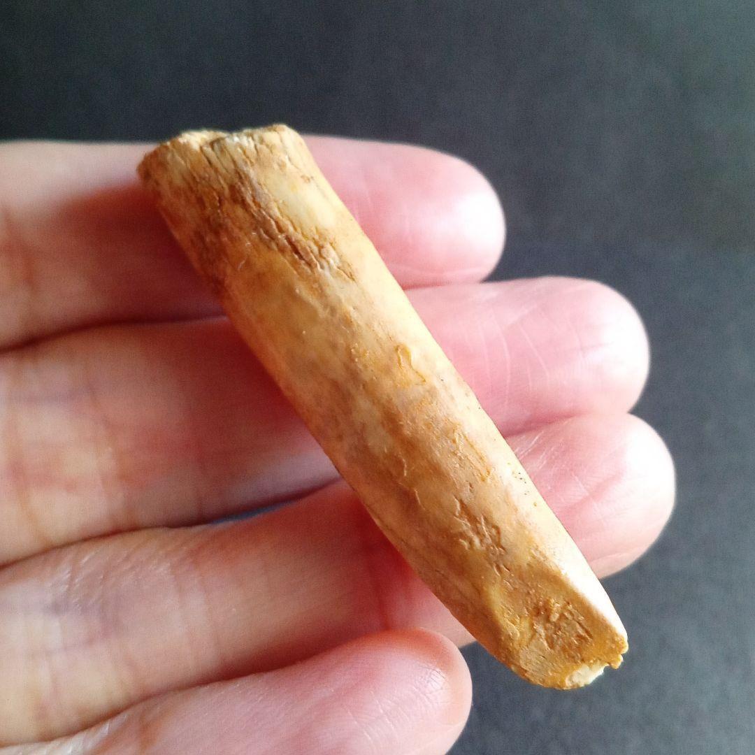 ジュラ紀 (前期〜中期)　大型草食恐竜　アフリカ大陸　竜脚類　特大歯化石