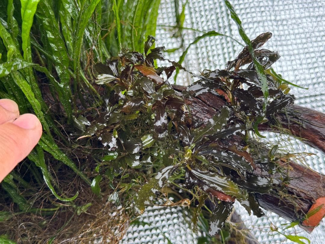 特大株 流木付 ミクロソリウム 本ナローリーフ 写真現物