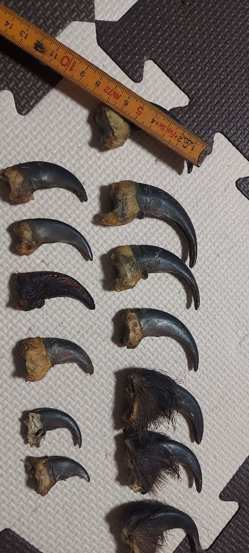 クマの爪　　Diamondsale様購入