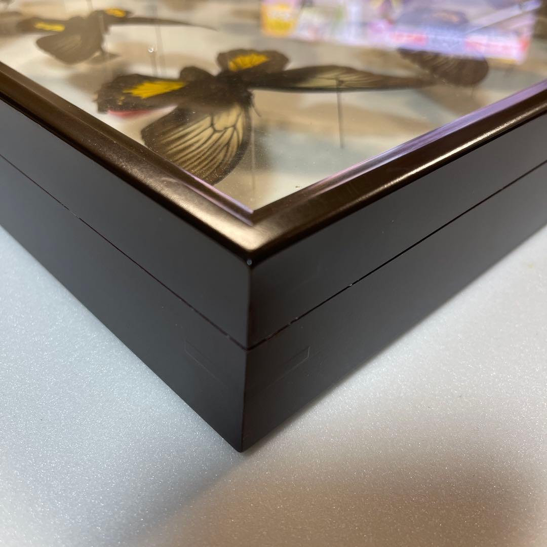 キシタアゲハ　9頭