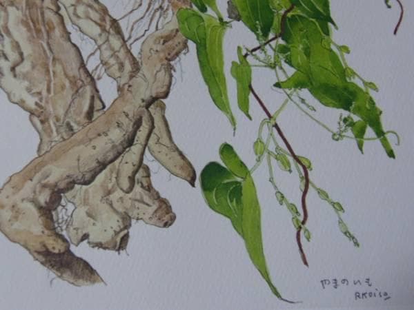小磯良平、やまのいも、薬用植物画、版上サイン入り、新品額付