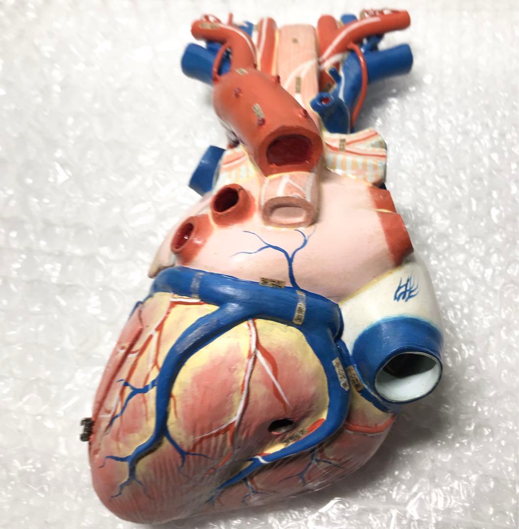 心臓構造模型A型 京都科学♡