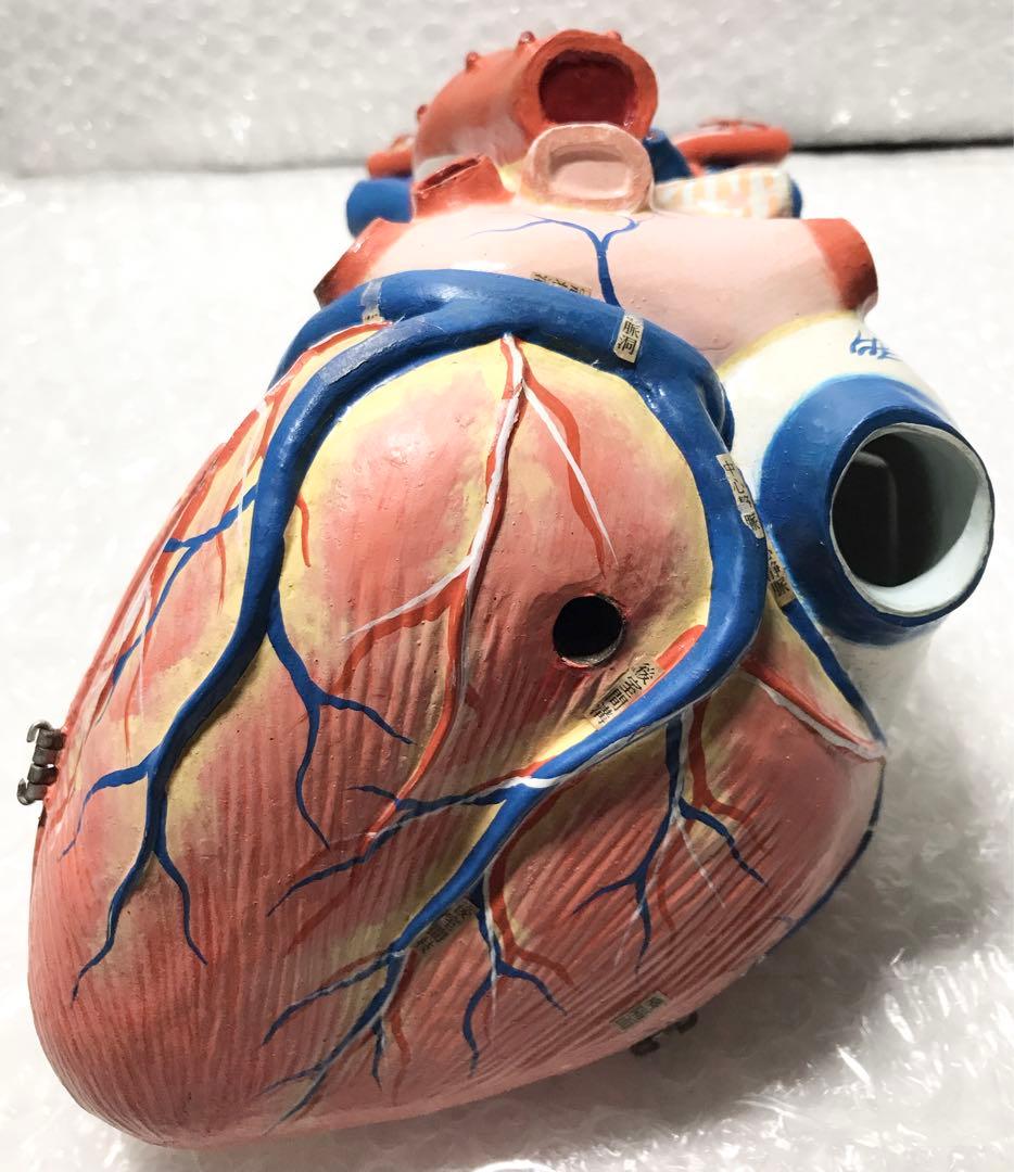 心臓構造模型A型 京都科学♡