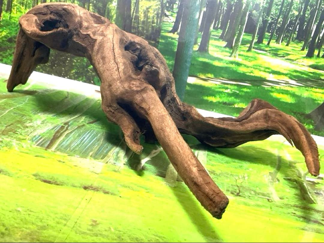 ココタルト　3点♪大ツノ2本のイケメン大型ホーンウッド等