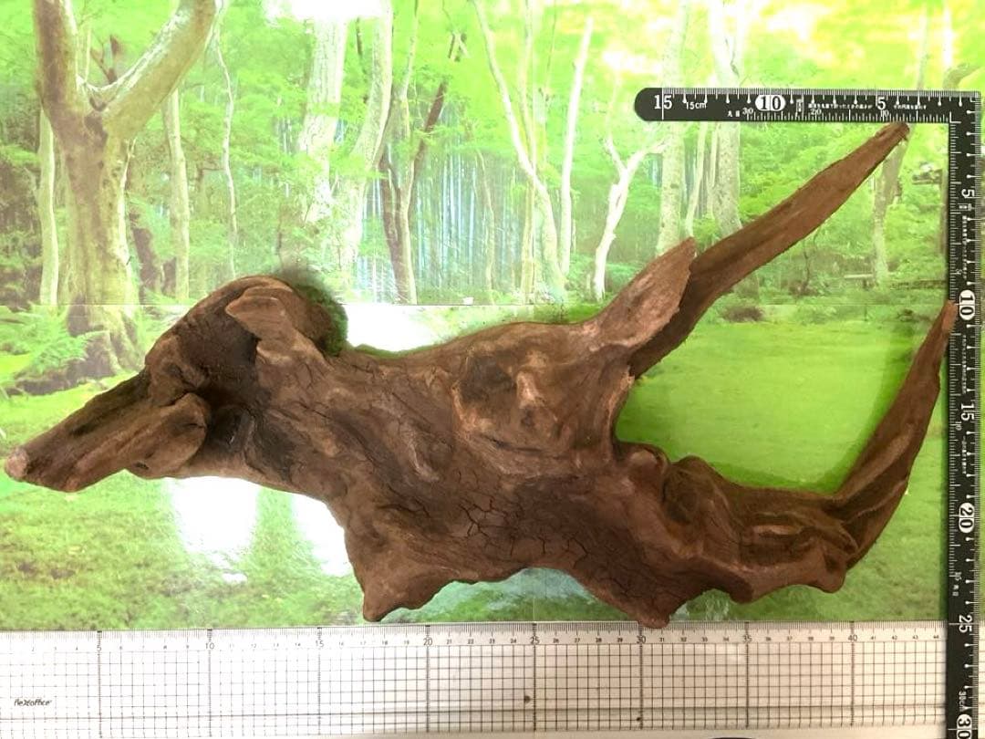 ココタルト　3点♪大ツノ2本のイケメン大型ホーンウッド等