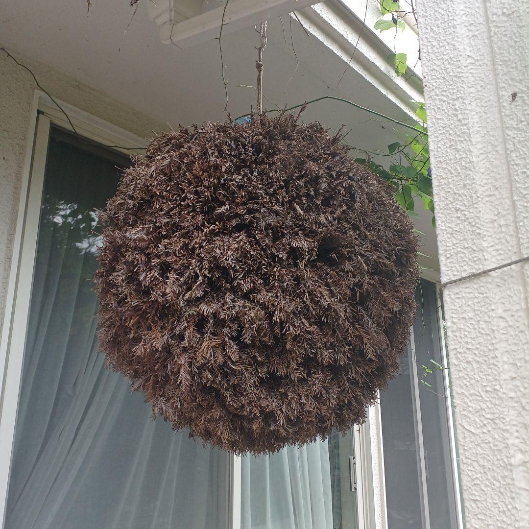 特大70㎝　目立つ　杉玉(酒林)