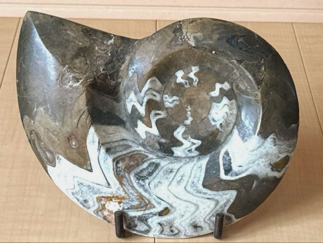 ゴニオクリメニアの化石 アンモナイト モロッコ産 化石 デボン紀 大きめサイズ