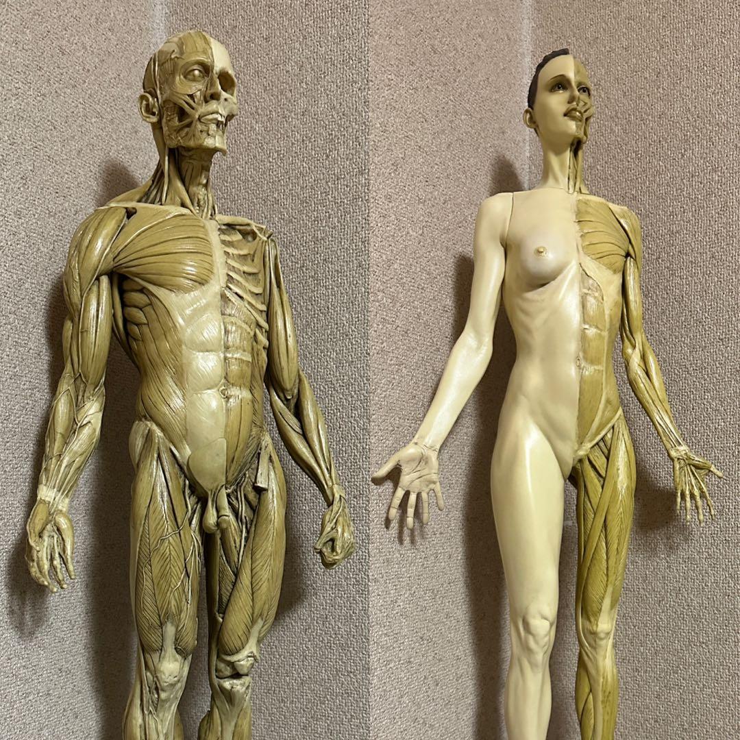 Anatomy Tools ANATOMY 男性 女性 人体模型 アナトミー