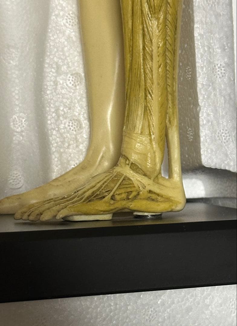 Anatomy Tools ANATOMY 男性 女性 人体模型 アナトミー