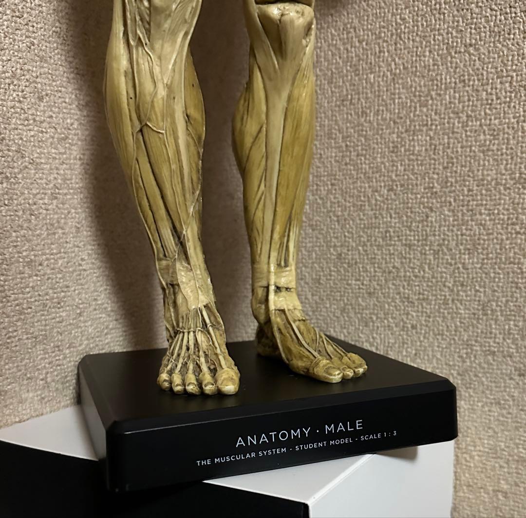 Anatomy Tools ANATOMY 男性 女性 人体模型 アナトミー
