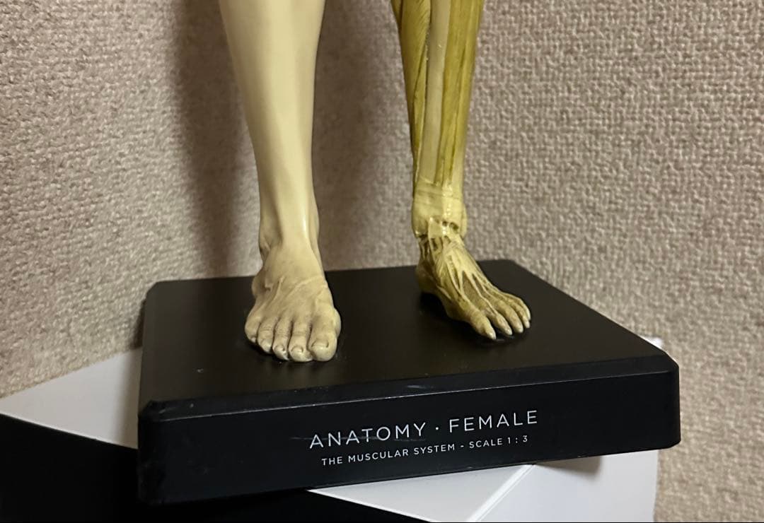 Anatomy Tools ANATOMY 男性 女性 人体模型 アナトミー