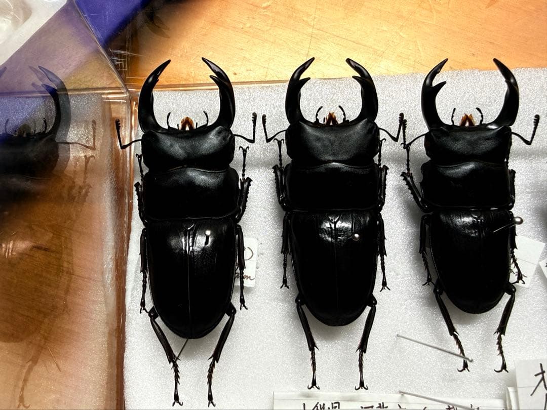 WD希少産地含/野外品天然オオクワガタセット