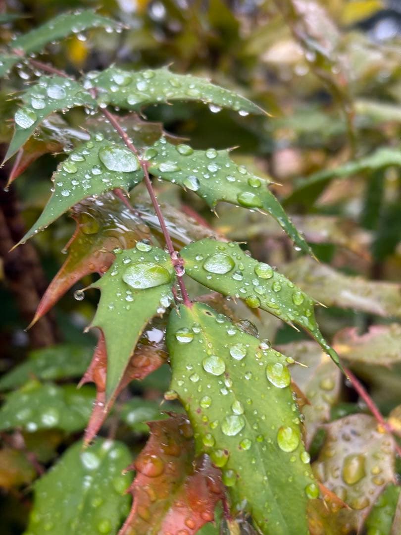 Canon EOS-1D X 28-80mmレンズセット