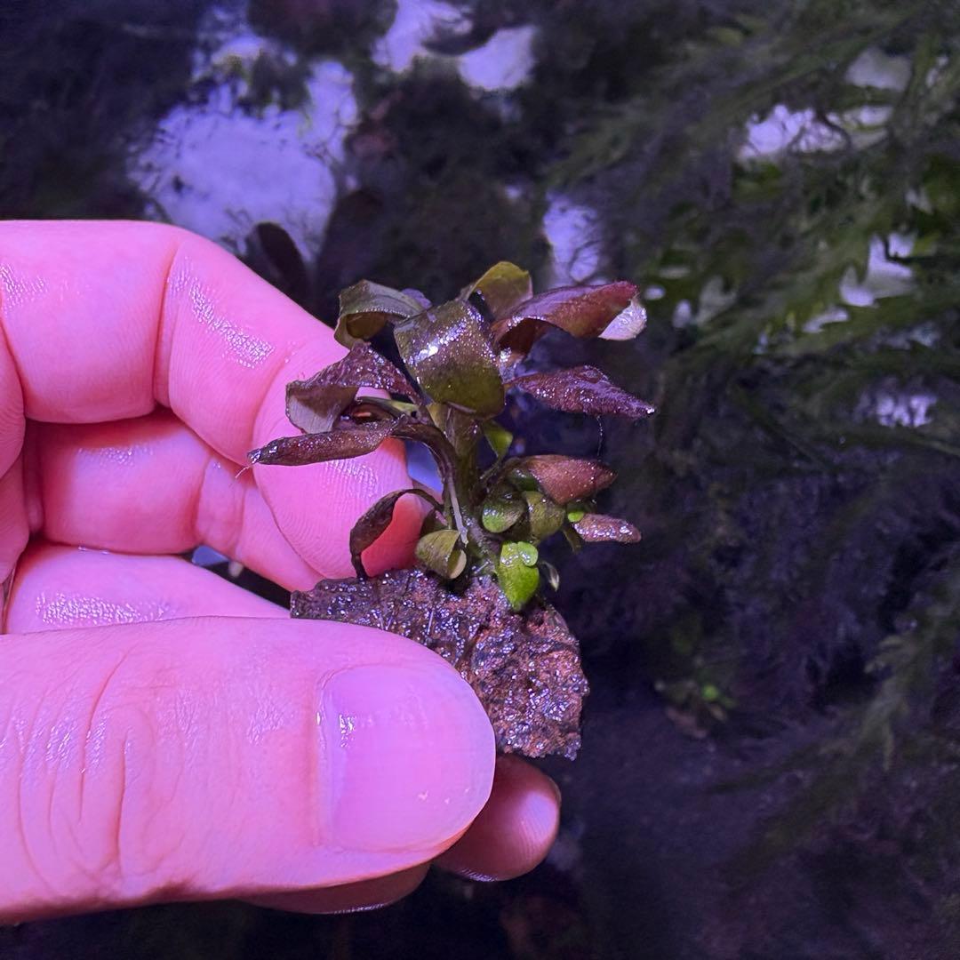 ブセファランドブラウニーゴースト２０１１-２０１２　ナカモト等 9株まとめ売り