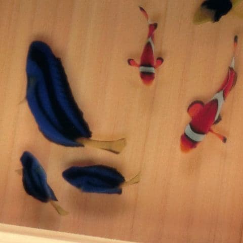 タイムセール 金魚 アート ニモ プレゼント 還暦 結婚 ギフト 青 ブルー 桧