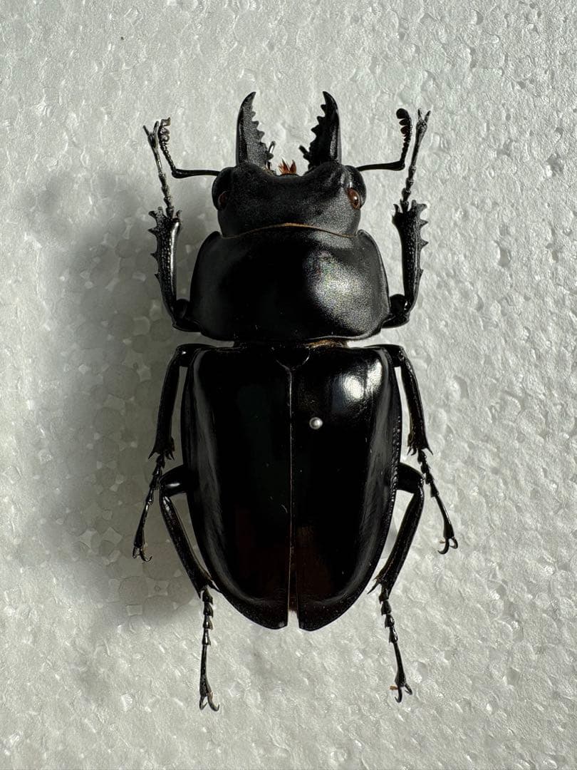 ○希少○アマミマルバネクワガタ【標本】徳之島産51ミリ