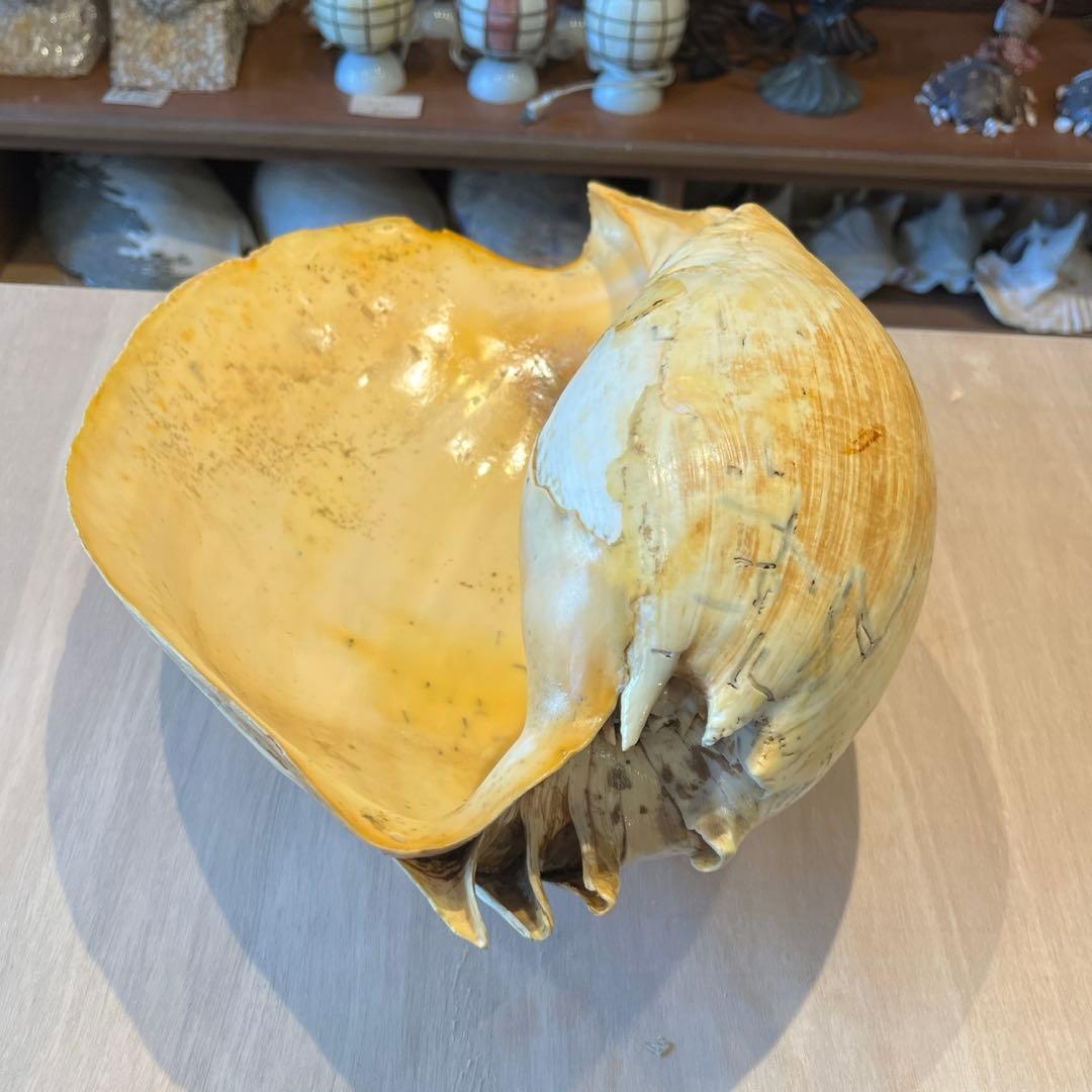 は*ん様 激レア　巨大　オーストラリア産　イナズマツノヤシ