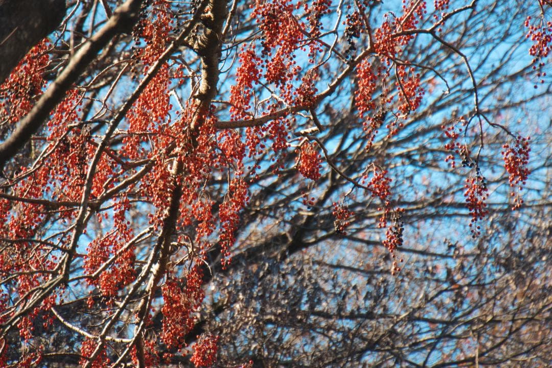 【美品】LUMIX G VARIO 14-140mm 高倍率ズーム 動作品