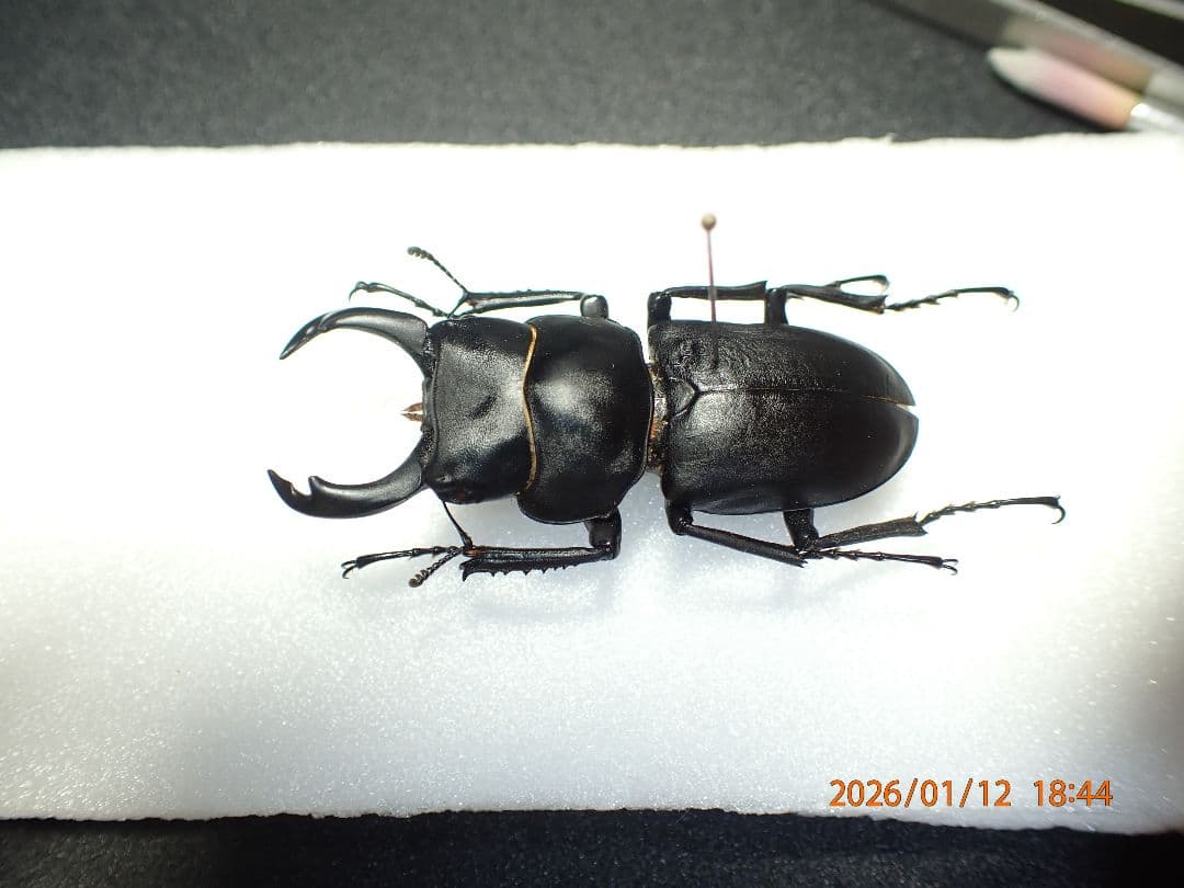 特大!!　54.1㎜　ヒメオオクワガタ