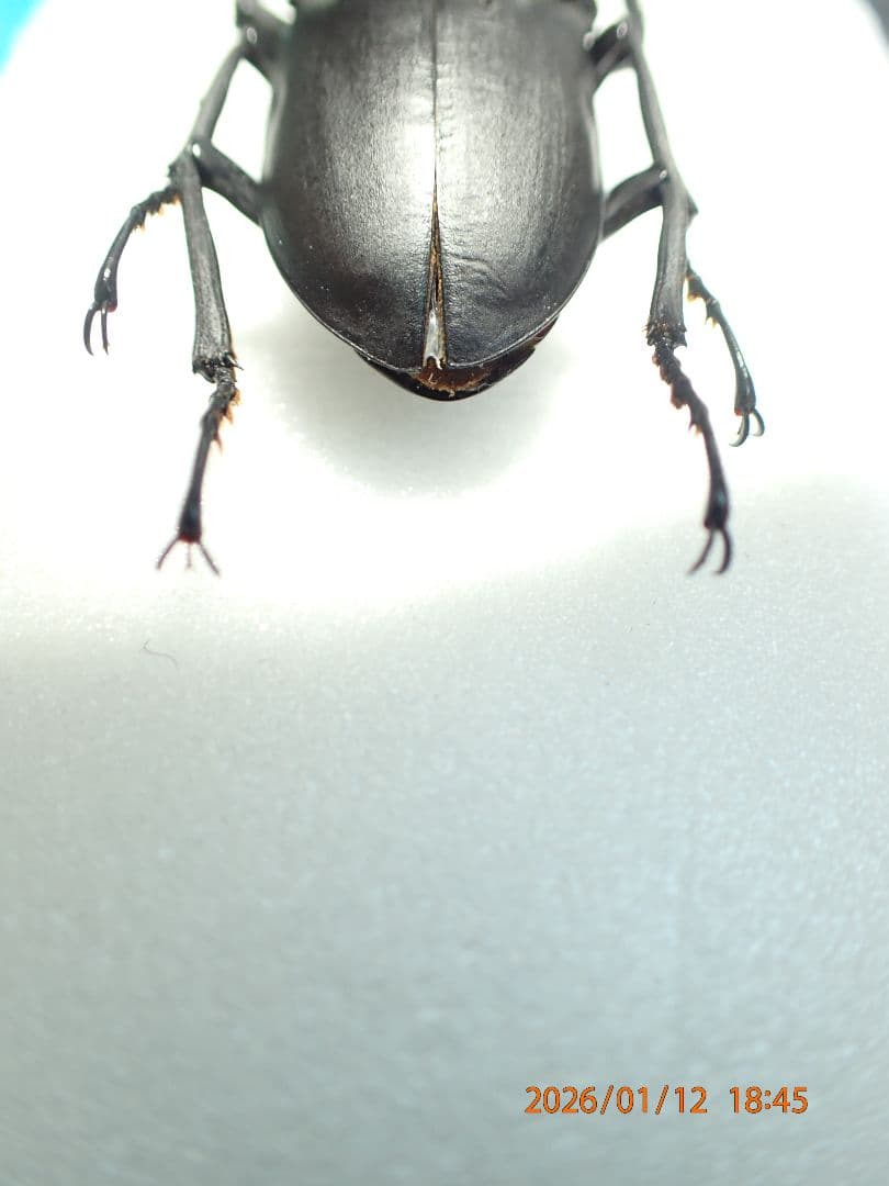特大!!　54.1㎜　ヒメオオクワガタ