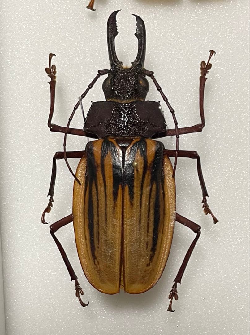 アントコズロフオオキバウスバカミキリ　標本