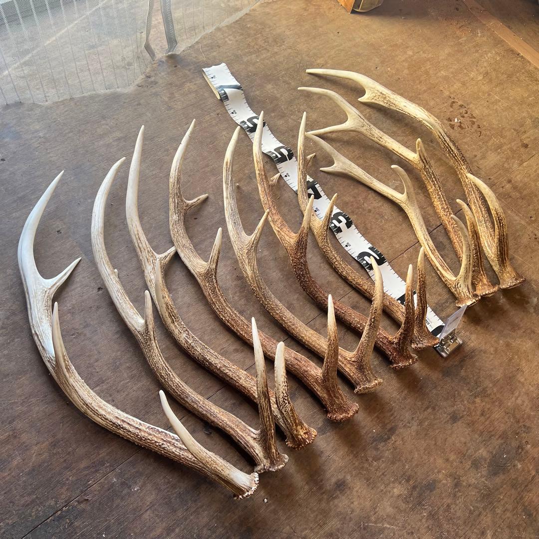 鹿の角　蝦夷鹿　10本セット　No.1
