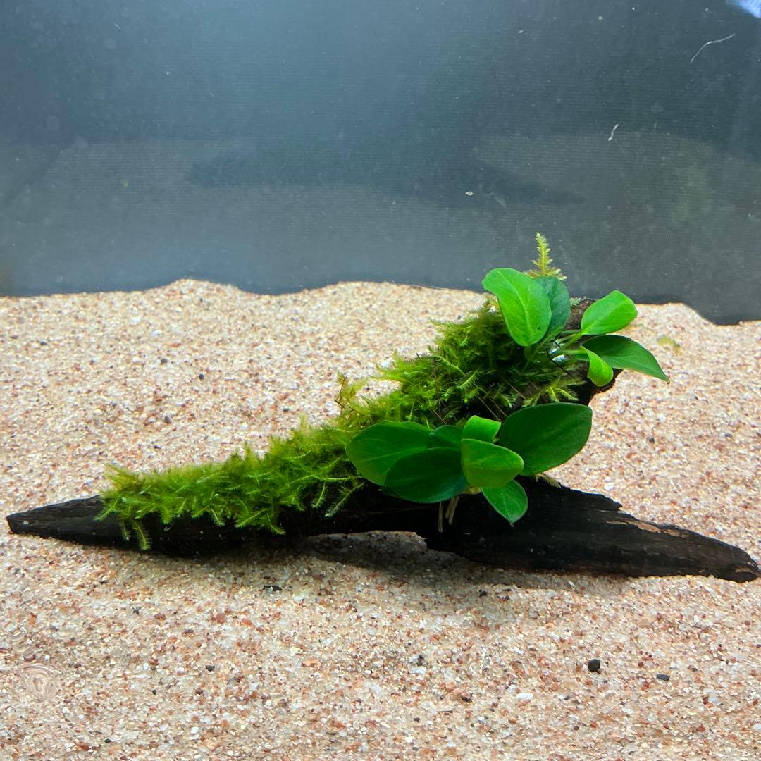 【第四種郵便】良型！ジャワモス活着ブセ2種付流木とG南米プチ