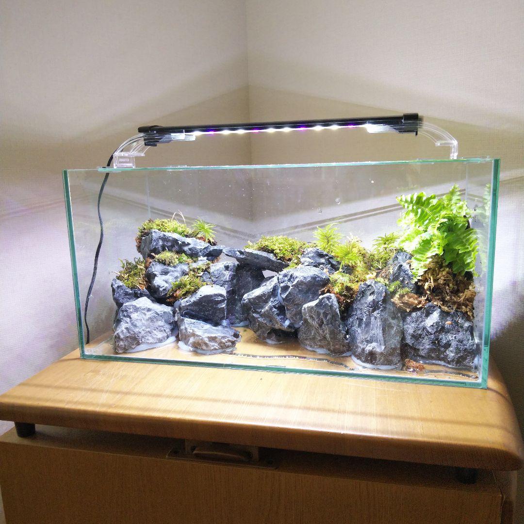 【完成品】アクアテラリウム　カニリウム　イモリウム　苔　水槽　苔テラリウム
