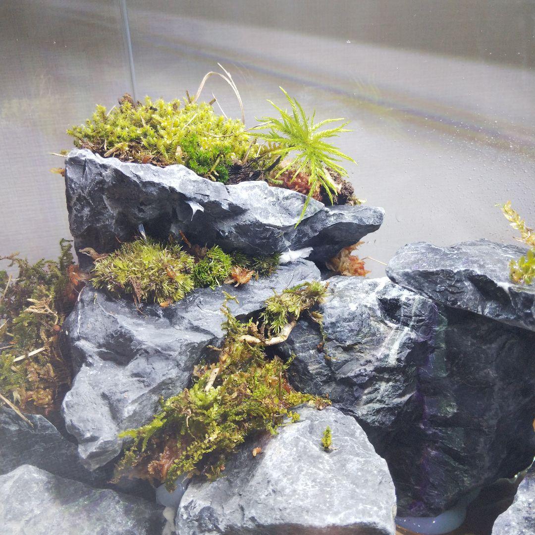 【完成品】アクアテラリウム　カニリウム　イモリウム　苔　水槽　苔テラリウム