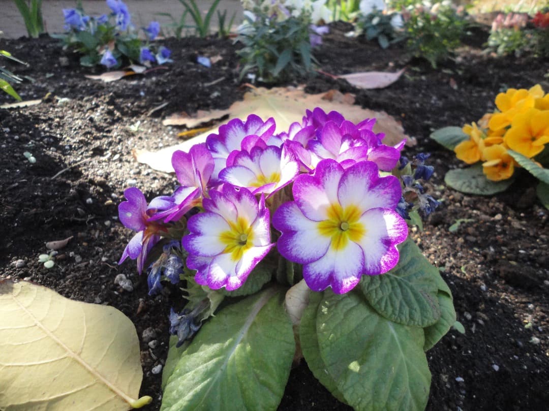 実写美⭕️【動作確認済】SONY Cyber−Shot DSC-W350