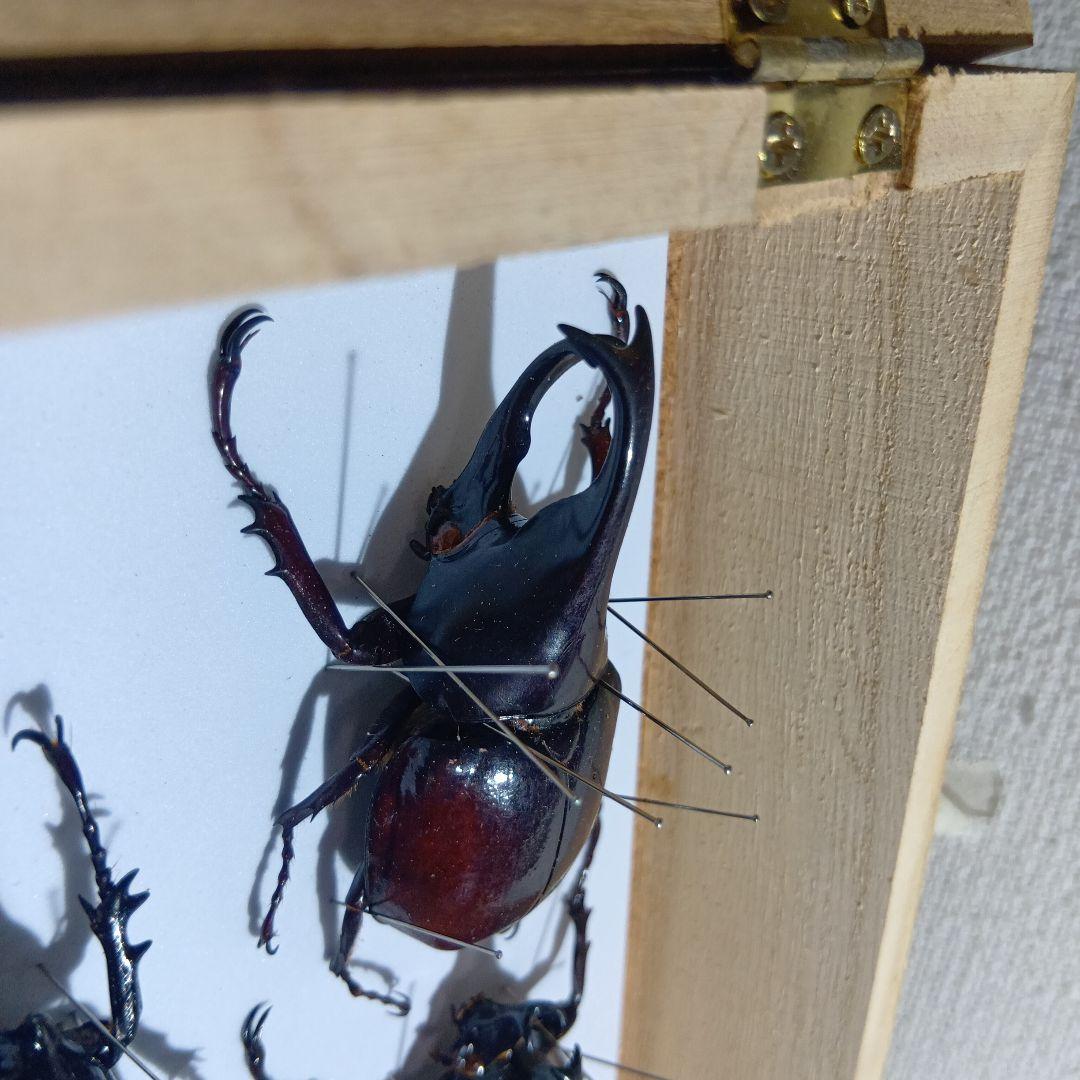 アトラスオオカブト、その他カブトムシ標本