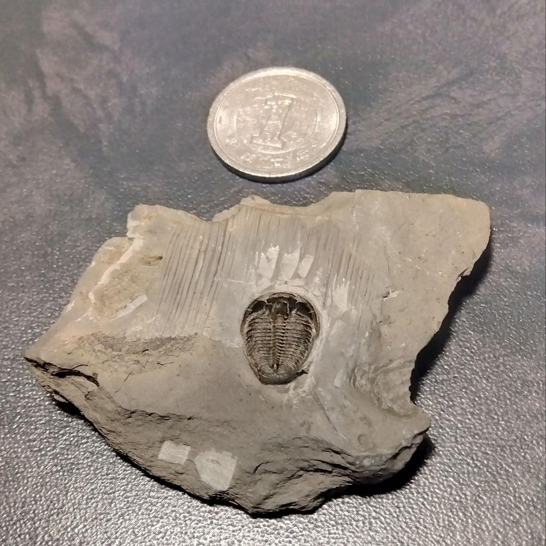 海洋堂　ジュラシックパークⅢ フィギュア&琥珀虫入り＋三葉虫化石（本物）