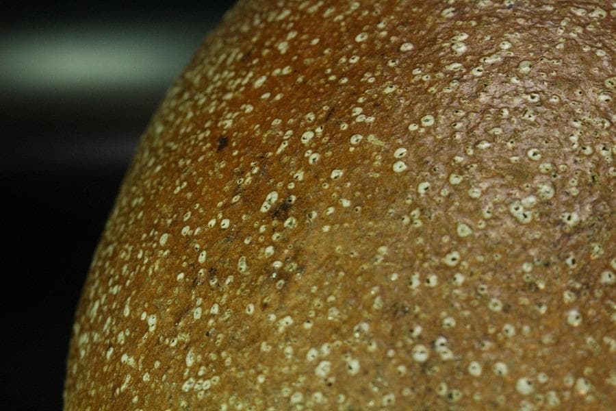 古い 信楽 茶壷 六古窯(K-XA846)