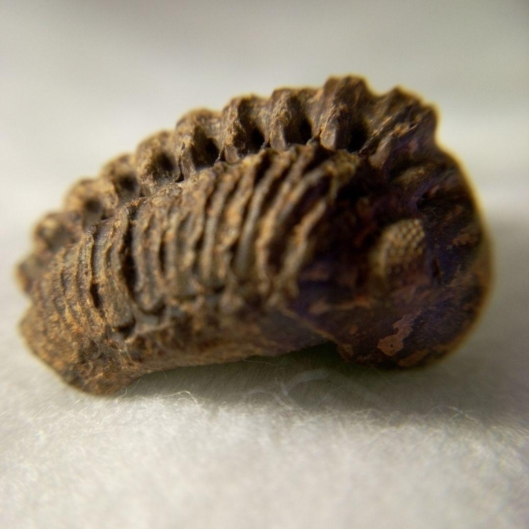 三葉虫　化石　三葉虫化石　究極のレトロ　小さい化石　fossil　化石管理番号①