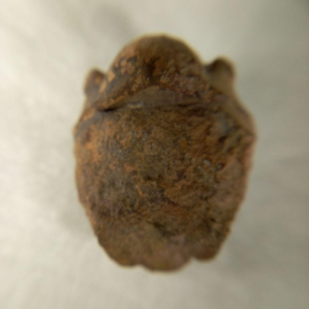 三葉虫　化石　三葉虫化石　究極のレトロ　小さい化石　fossil　化石管理番号①