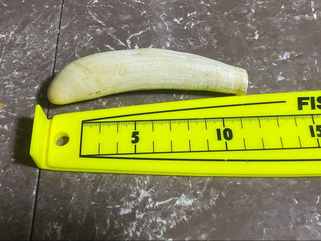 希少 マッコウクジラ 歯 89g