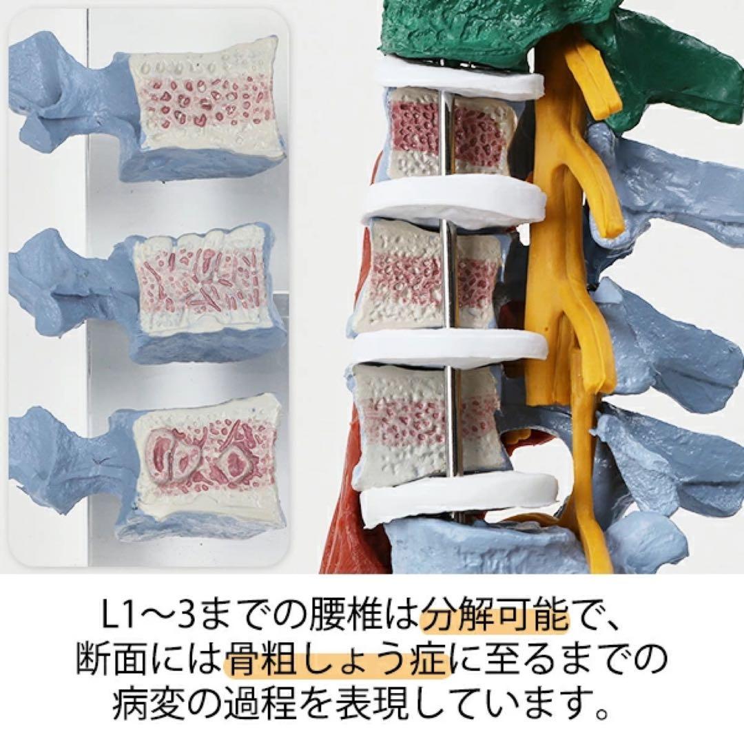 〈7ウェルネ〉脊椎模型 (主要筋・靭帯・神経、血管付) 実物大