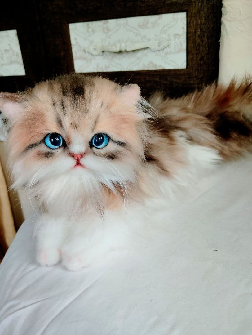 ラピちゃん御予約❤️美人ちゃん❤ブラウンタビーミヌエット子猫ちゃん❤アートドール